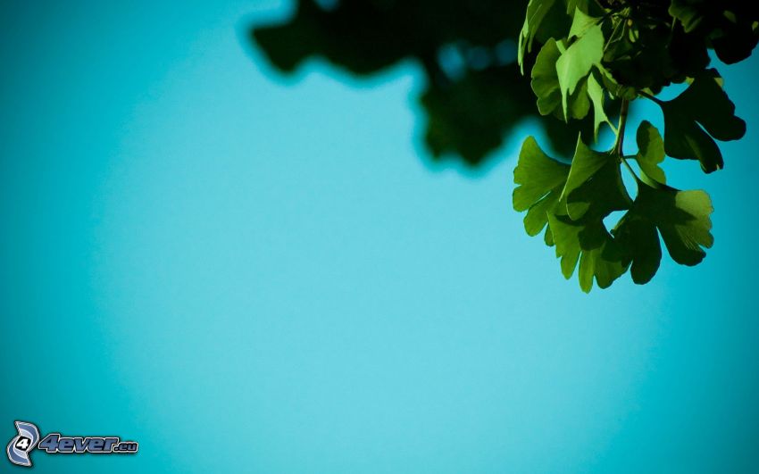 miłorząb dwuklapowy, zielone liście