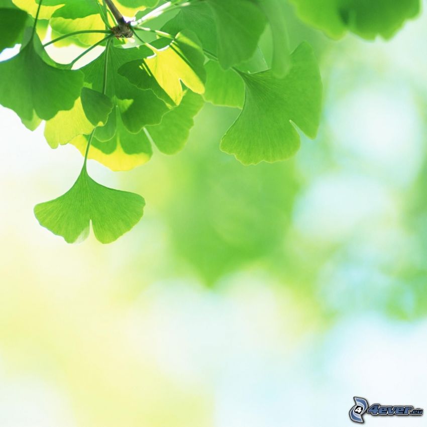 miłorząb dwuklapowy, zielone liście