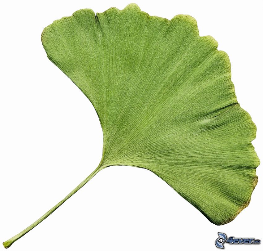 miłorząb dwuklapowy, zielony liść