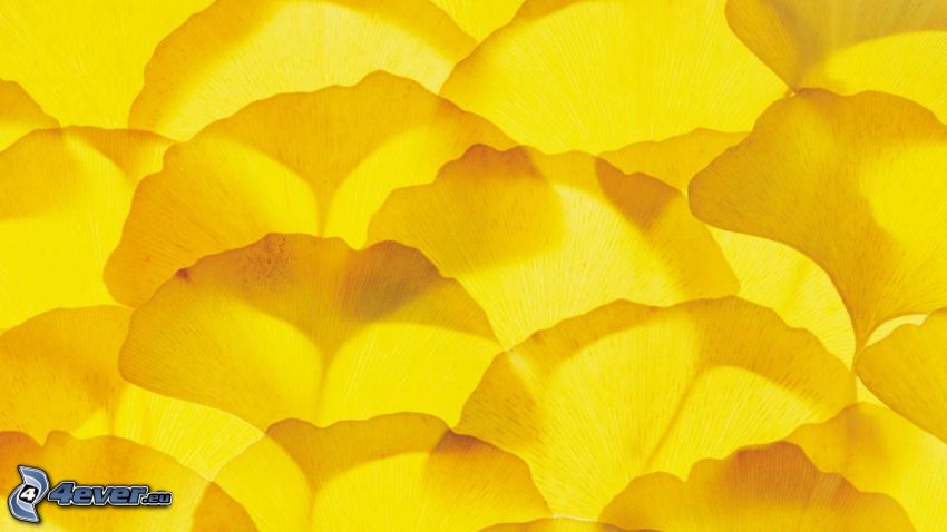 miłorząb dwuklapowy, żółte liście