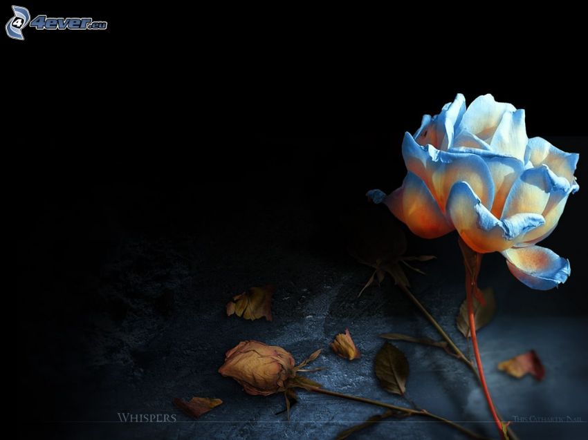 niebieska róża, liście