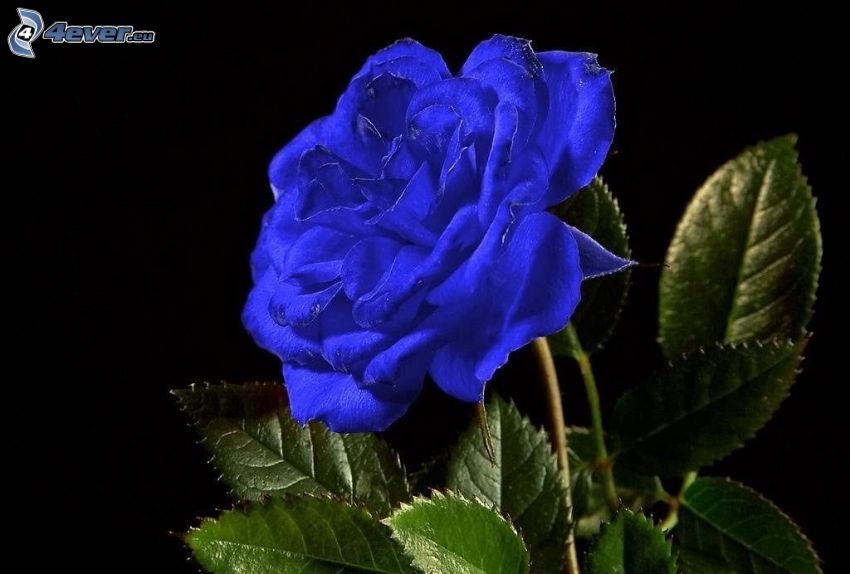 niebieska róża