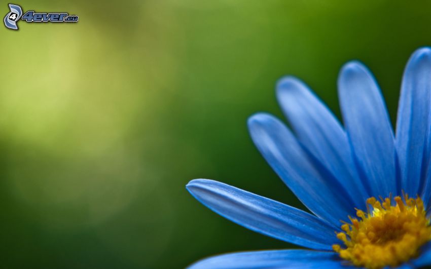 niebieski kwiat, płatki