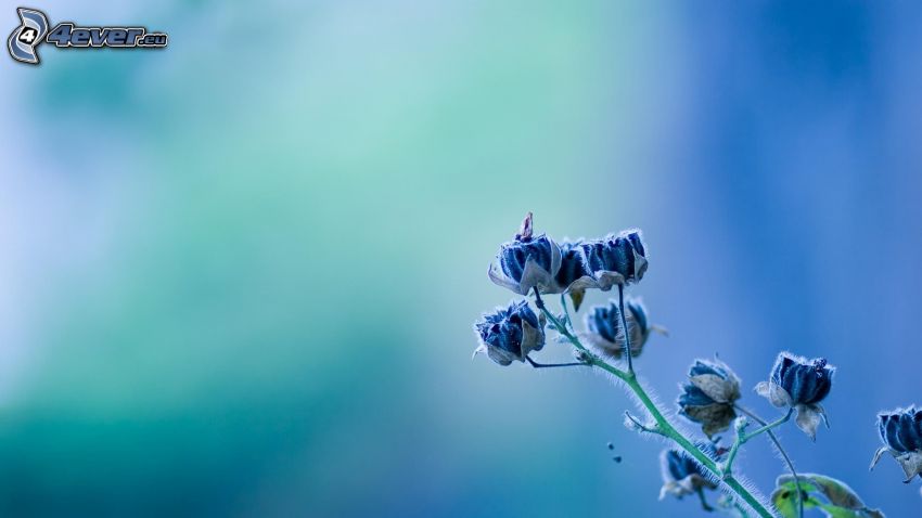 niebieski kwiat