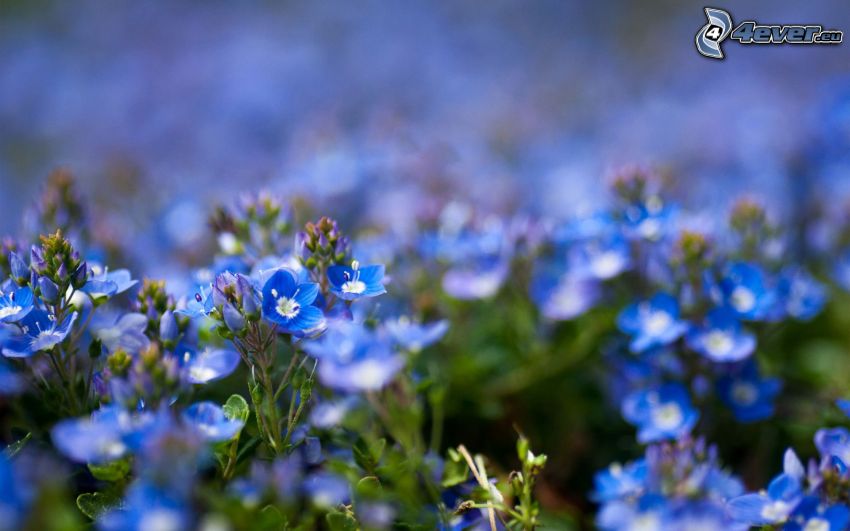 niebieskie kwiaty