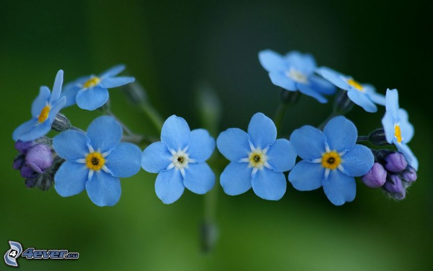 niezapominajka, niebieskie kwiaty