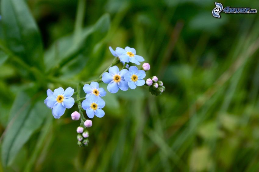 niezapominajki, niebieskie kwiaty, trawa