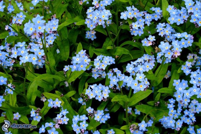 niezapominajki, niebieskie kwiaty, zielone liście
