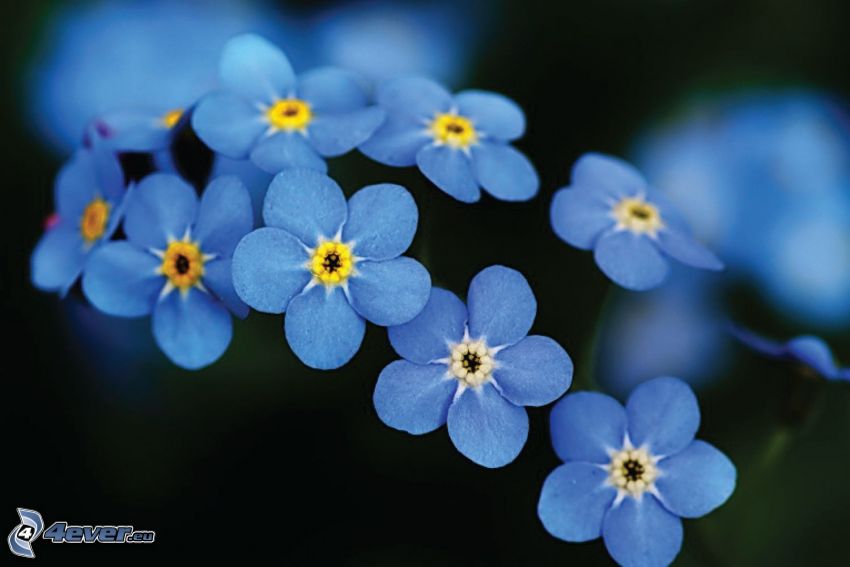 niezapominajki, niebieskie kwiaty
