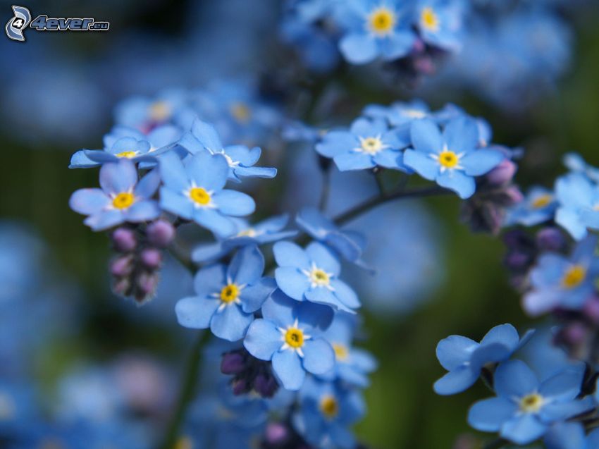 niezapominajki, niebieskie kwiaty