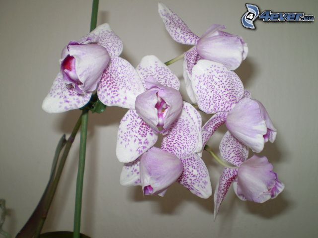 Orchidea