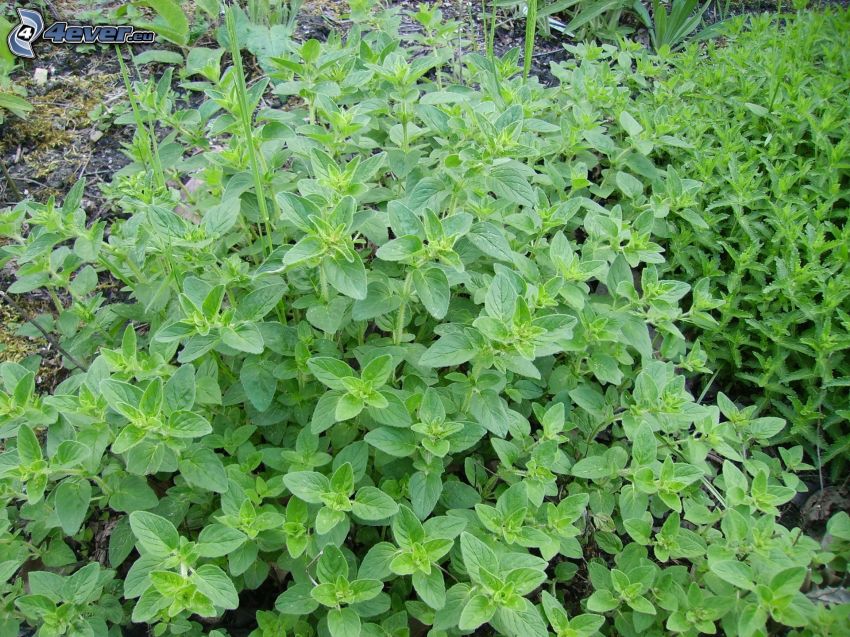 oregano, zielone liście