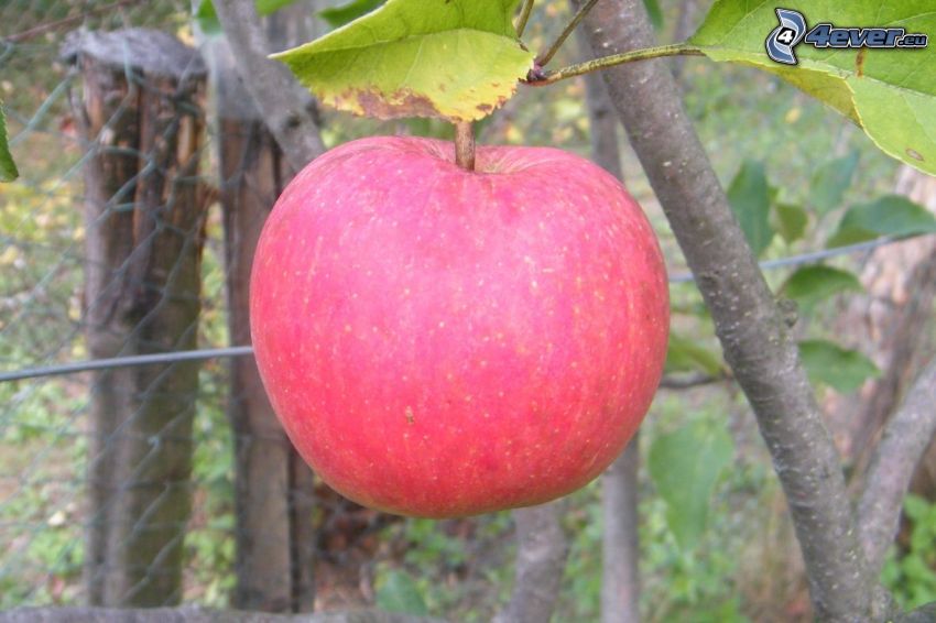 czerwone jabłko, liście, konar