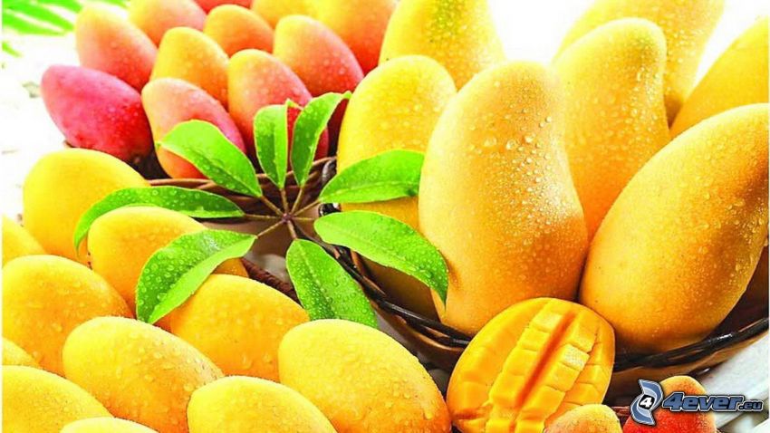 mango, zielone liście, gałązka