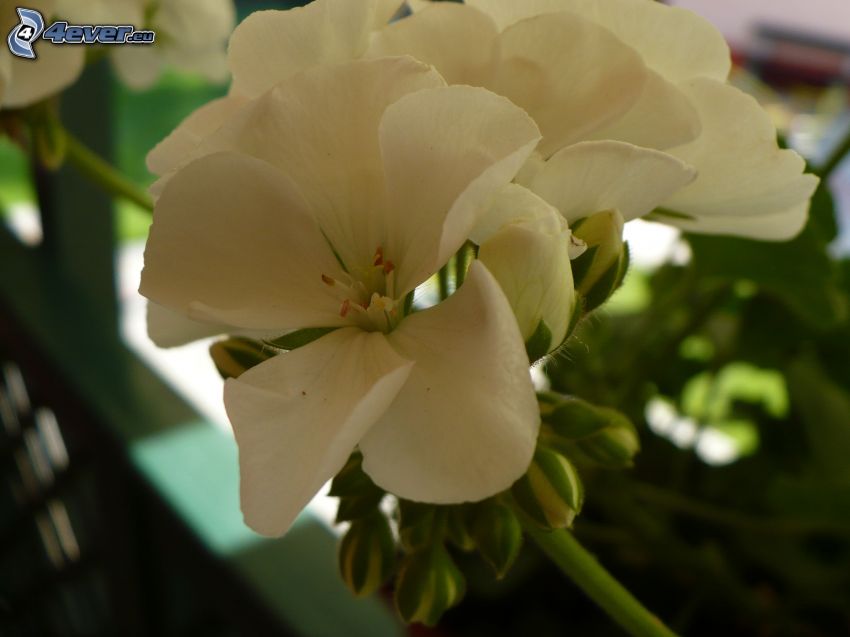 pelargonia, biały kwiat
