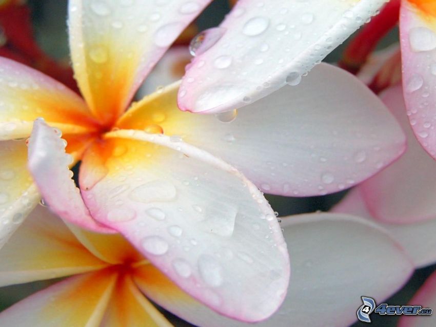 plumeria, białe kwiaty