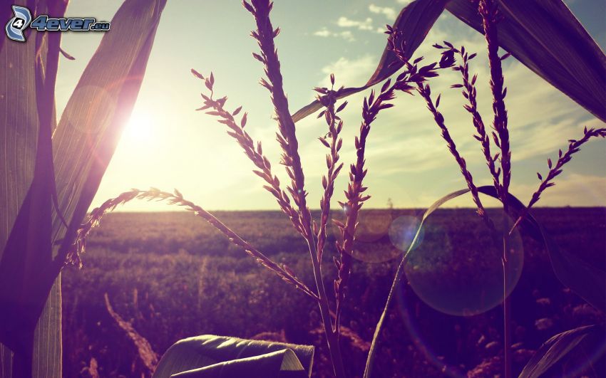 pole kukurydzy, liście, słońce