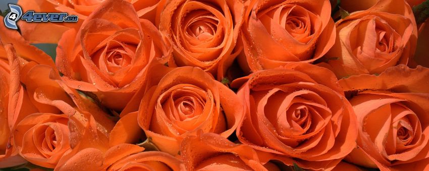pomarańczowe róże