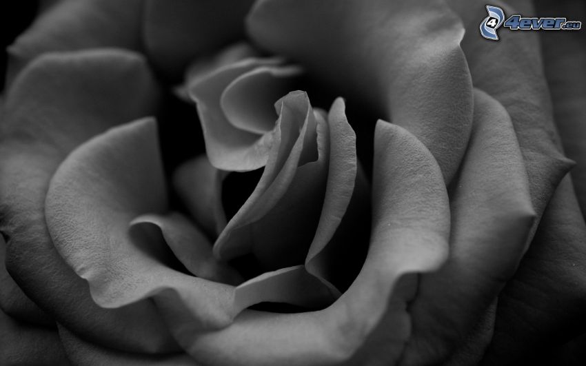 róża, makro, czarno-białe