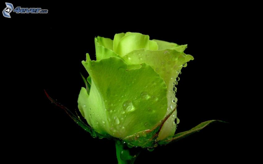 róża, zielony