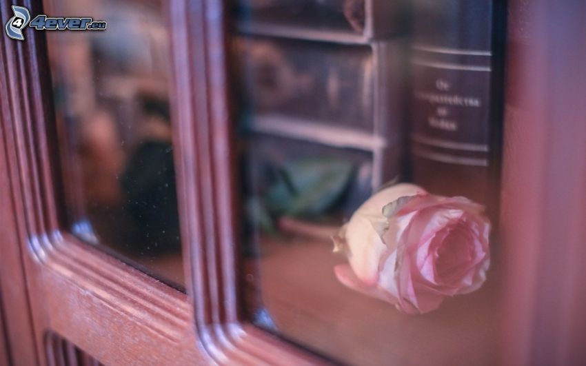 różowa róża, okno