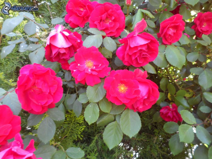 różowe kwiaty