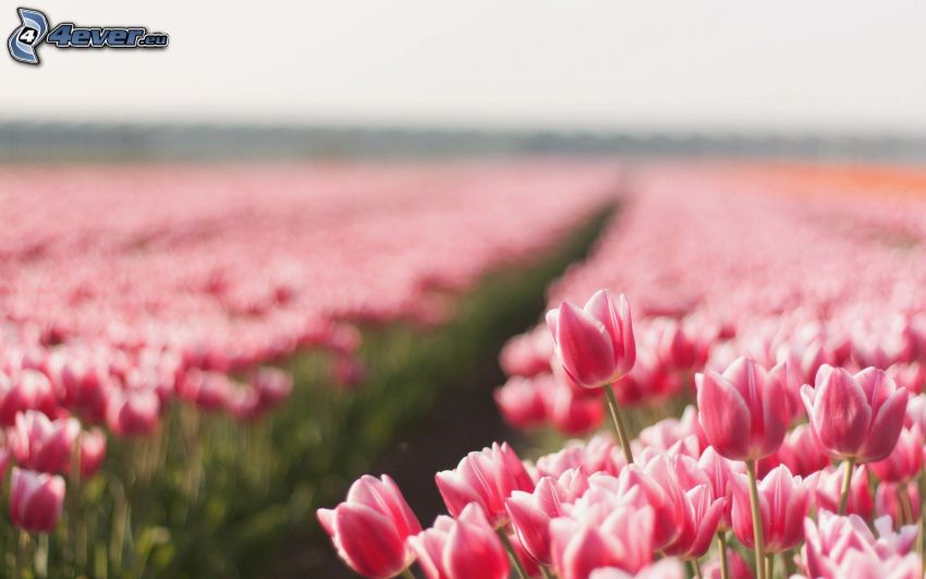 różowe tulipany, pole
