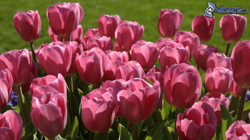 różowe tulipany