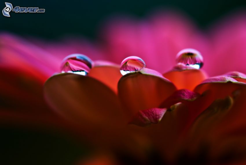 różowy kwiat, krople wody