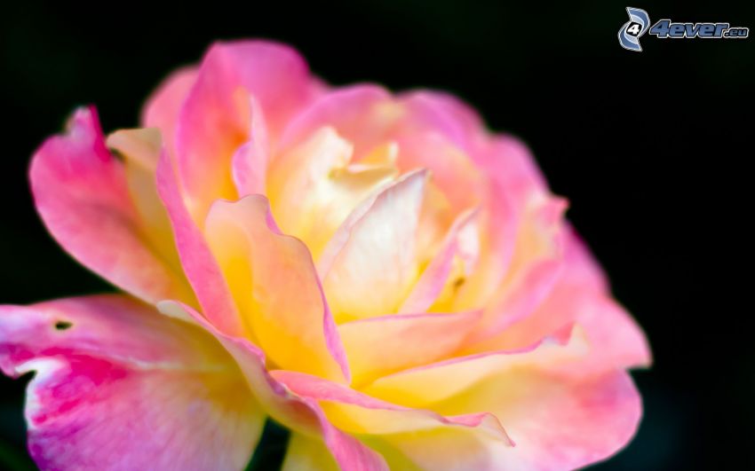 różowy kwiat