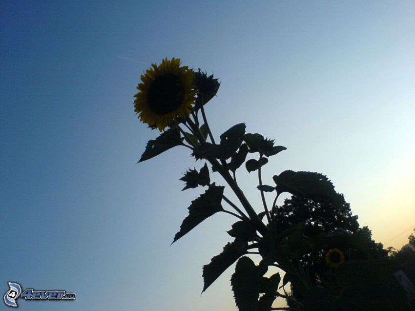 słonecznik, kwiat, niebo