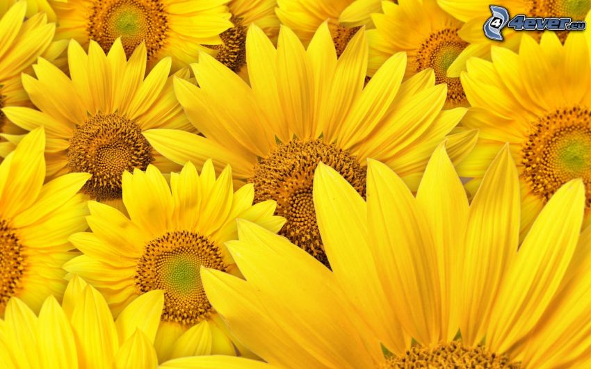 słoneczniki, żółte kwiaty
