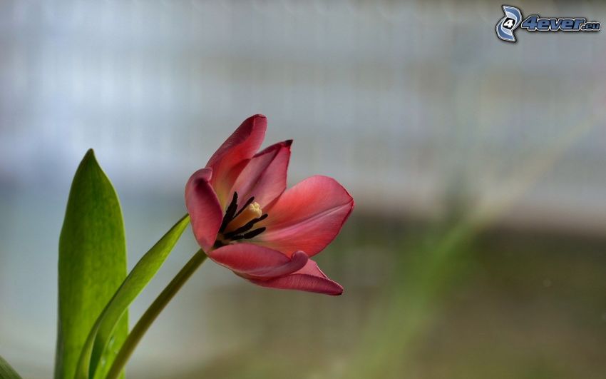 tulipan, czerwony kwiat