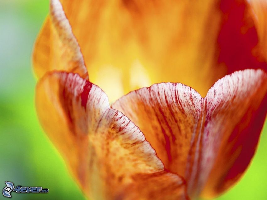 tulipan