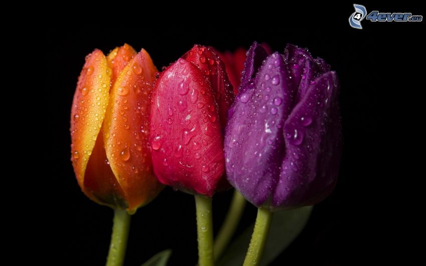 tulipany, krople wody