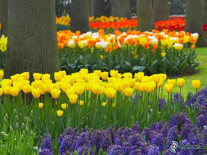 tulipany, kwiaty, drzewa
