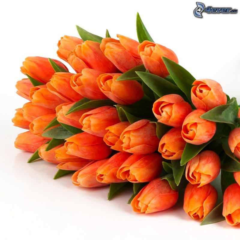 tulipany, pomarańczowy kwiat, zielone liście