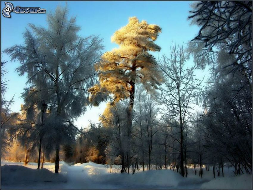 zamarznięte drzewa, zaśnieżony las, śnieg, zaśnieżona droga