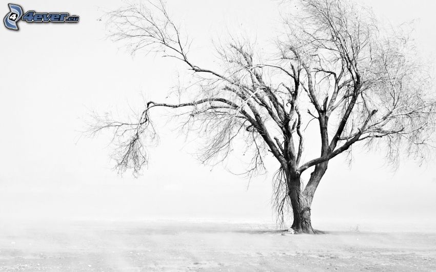 zaśnieżone drzewo