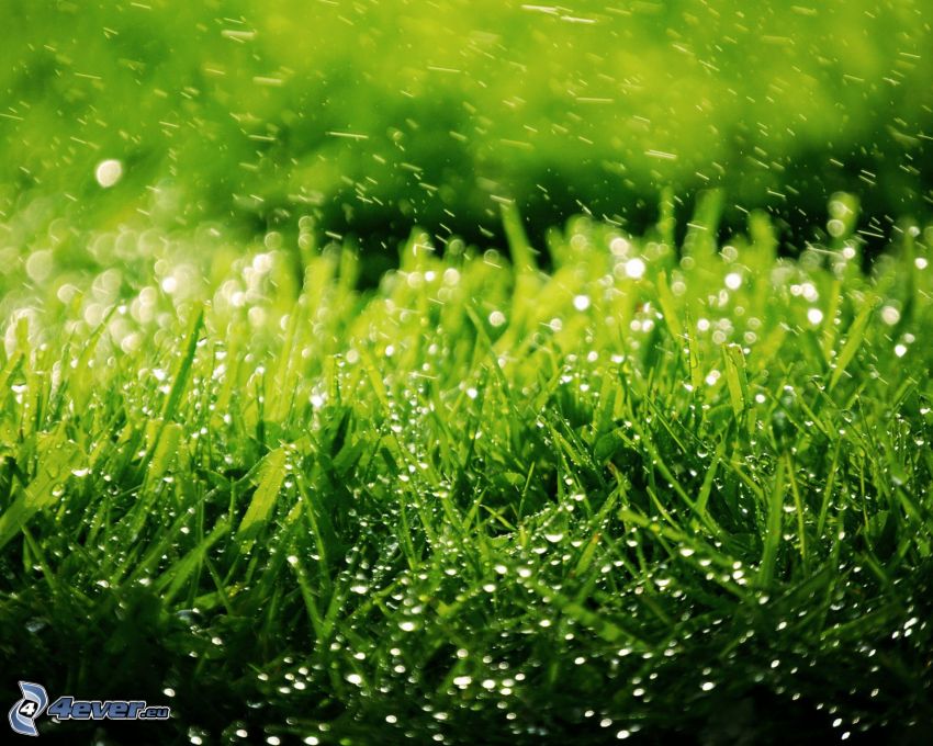 zielona trawa, krople wody