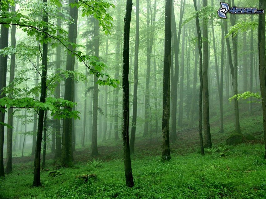 zielone drzewa, las, góra, plemiona, mgła