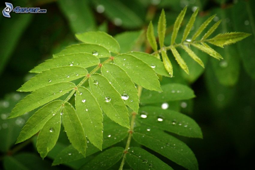 zielone liście, krople wody