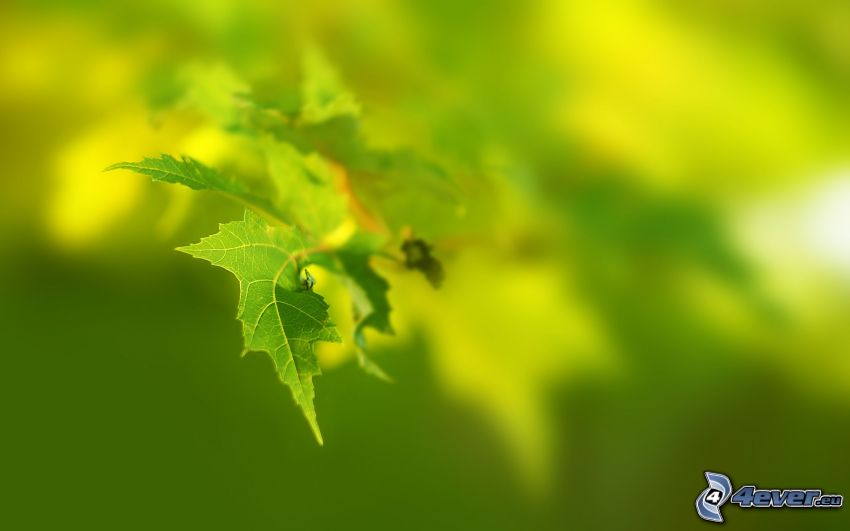 zielone liście