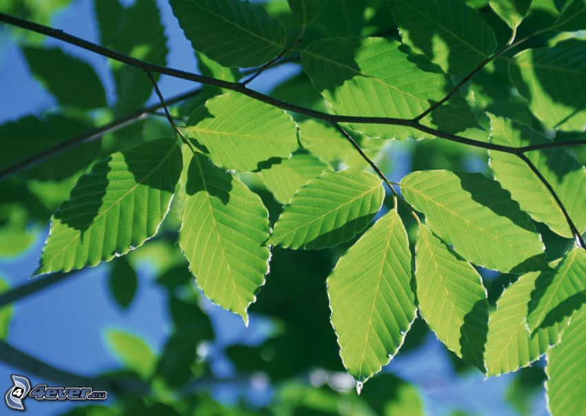 zielone liście na gałęzi