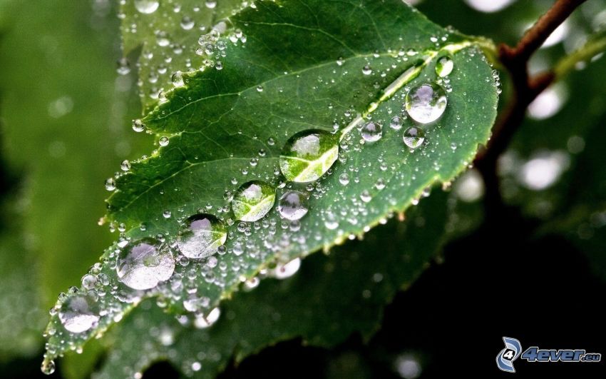 zielony liść, krople deszczu