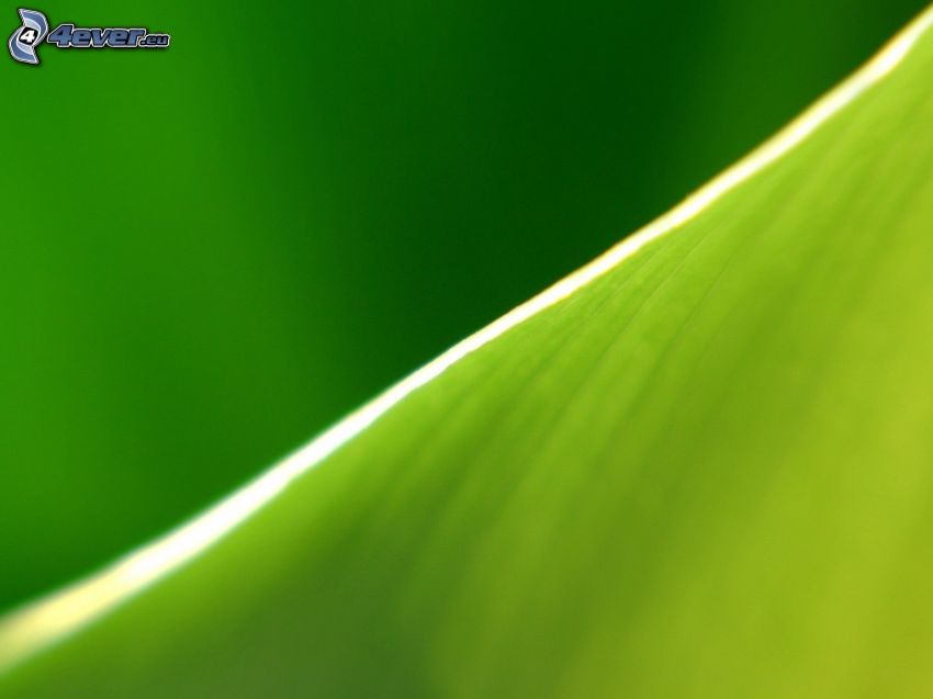 zielony liść