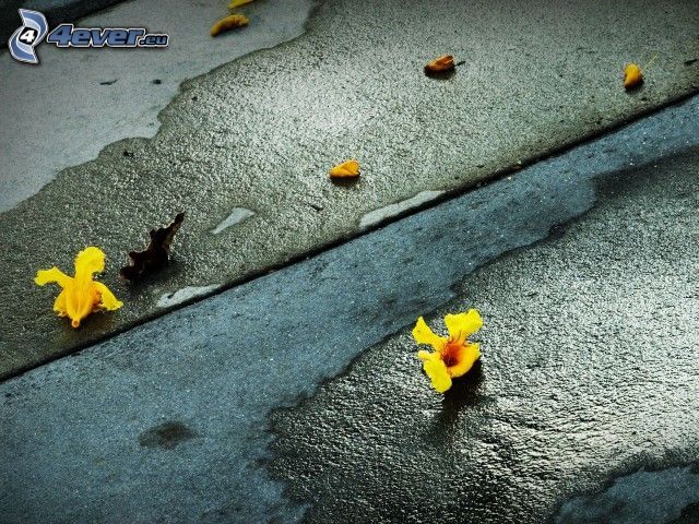 żółte kwiaty, asfalt