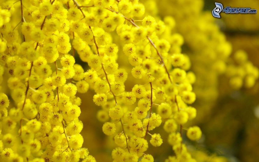 żółte kwiaty, gałązka
