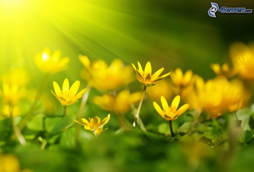 żółte kwiaty, promienie słoneczne