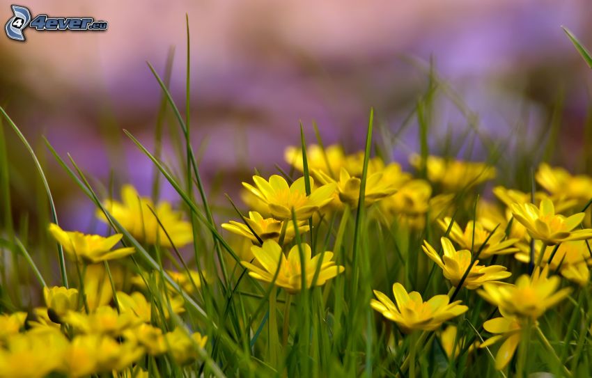żółte kwiaty, trawa